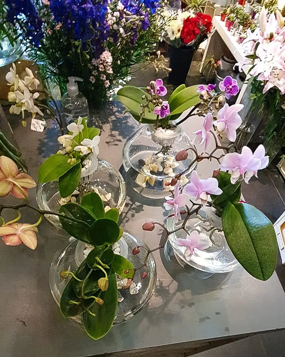 Composition d'orchidées et de fleurs colorées