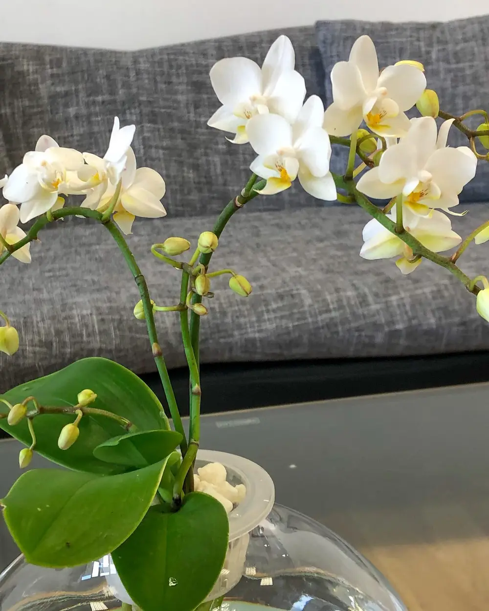 Orchidée phalaenopsis blanche à cœur jaune, dans une coupe en verre
