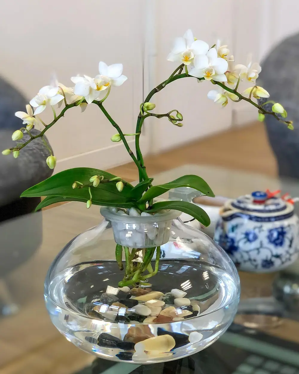 Orchidée phalaenopsis blanche en coupe de verre
