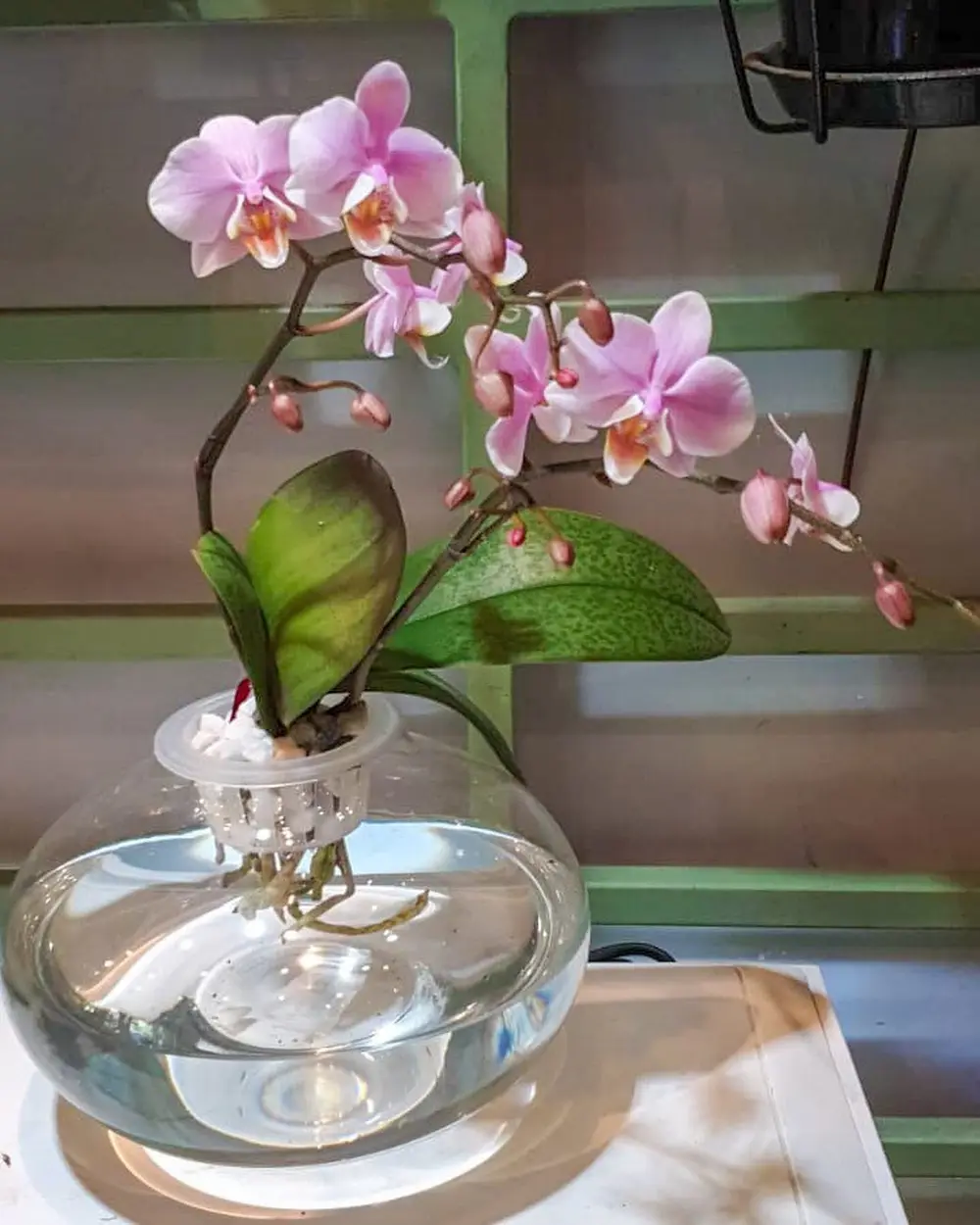 Orchidée phalaenopsis rose dans un vase en verre